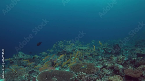 Wallpaper Mural Colorful coral reef with a school of Yellowfin Goatfishes and Striped Large-eye Breams. 4k footage Torontodigital.ca