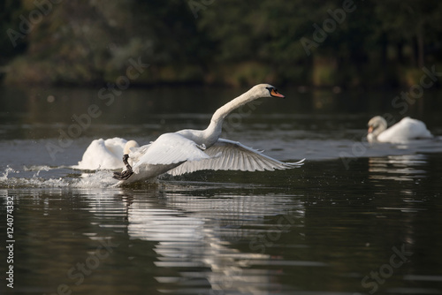 Mute Swan  cygnus olor
