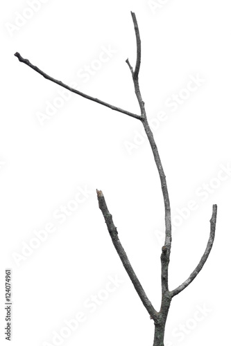 dry dead branch isolated on white background