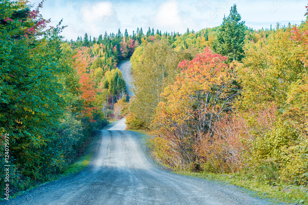 Trees in autumn colors in Quebec, Canada