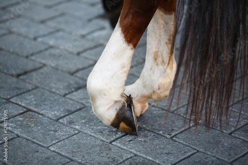 Close up of horse hoof with horseshoe