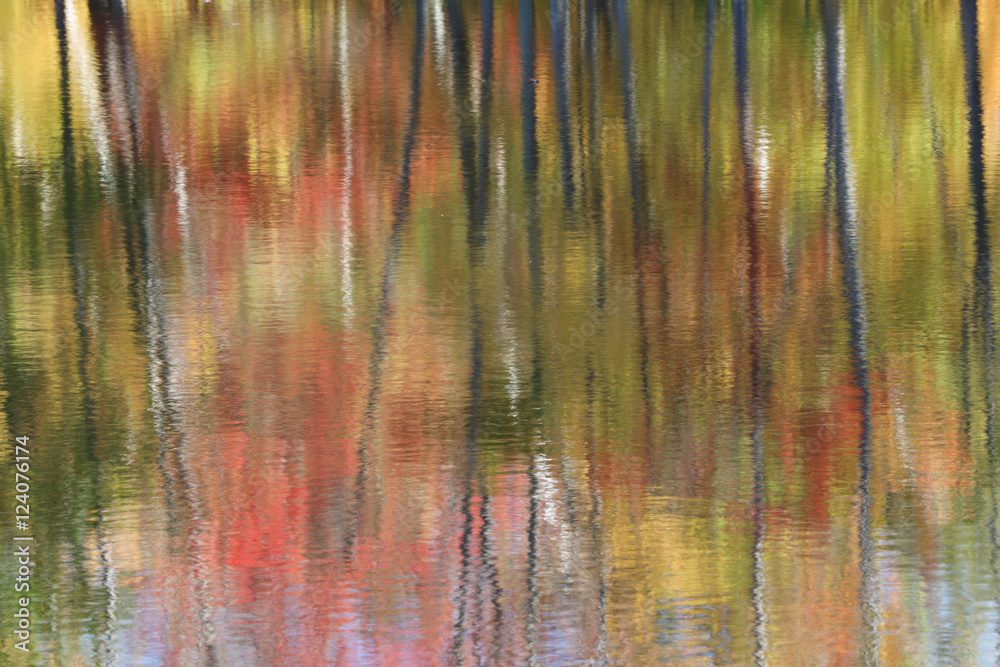 Naklejka premium Reflection of trees in a lake