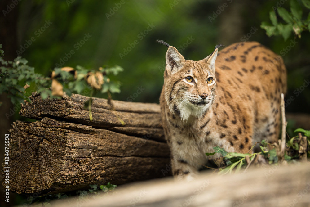 Obraz premium Ryś euroazjatycki (Lynx lynx)