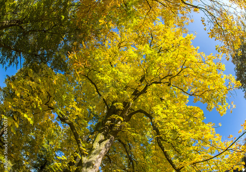 Kastanienbaum mit goldenen Blättern im Herbst