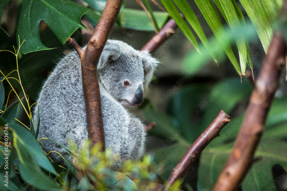 Naklejka premium Koala on a tree with bush green background