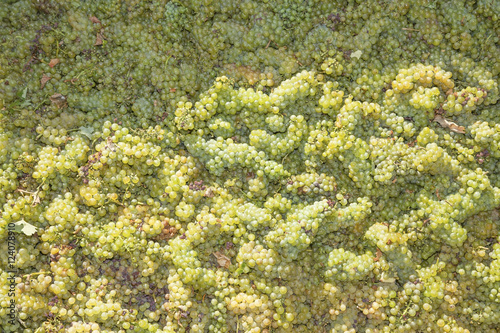 Pile of white grapes