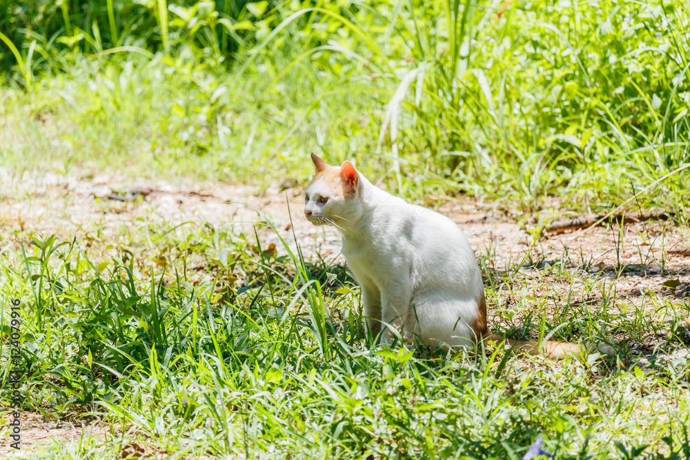 Little kitten walking in grass