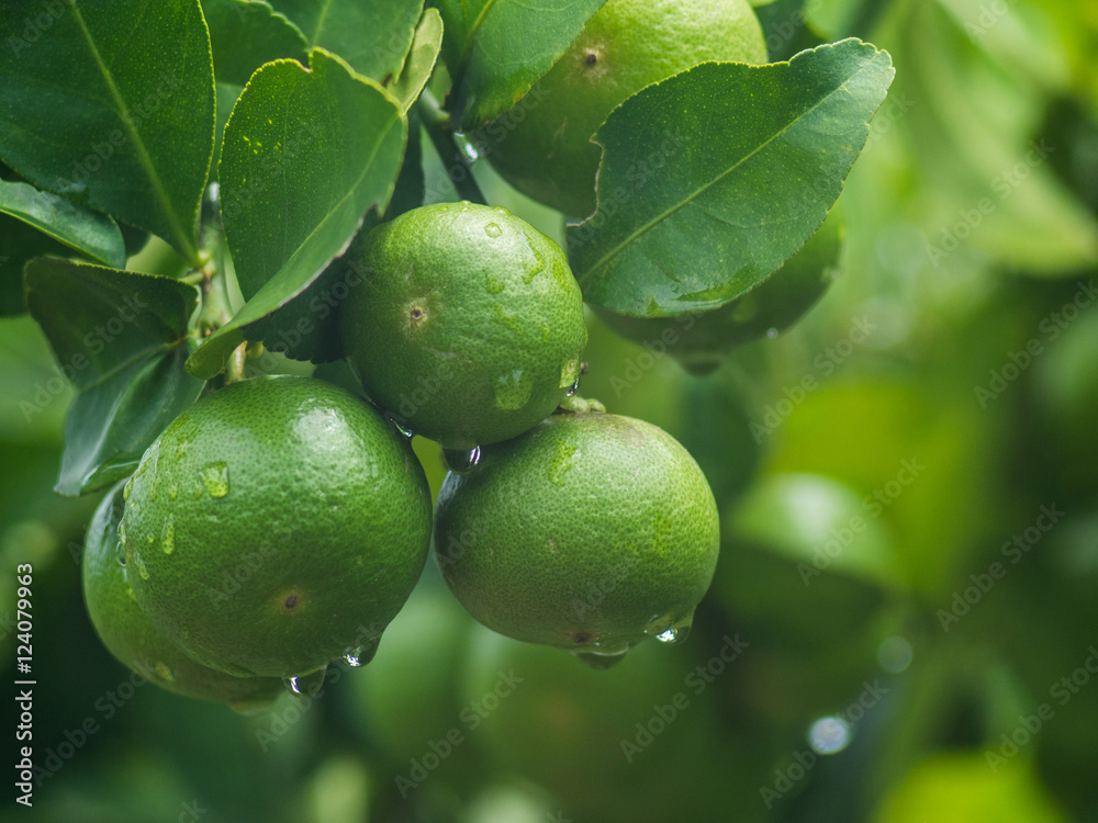 Fresh unripe lemon with leaves and water drop.