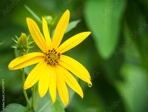 Yellow cosmos flower with blur background.