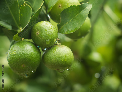 Fresh unripe lemon with leaves and water drop.