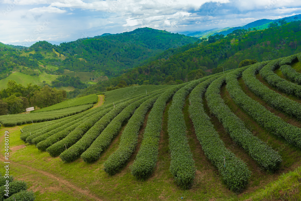 tea plantation in Thailand
