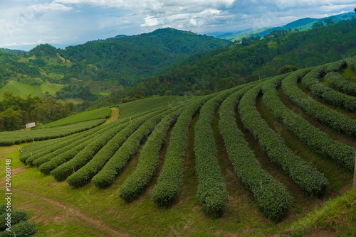 tea plantation in Thailand