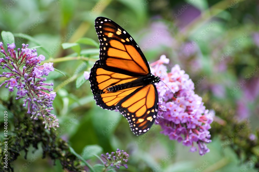Monarch Butterflies on Purple Butterfly Bush Monarch Butterflies on Purple Butterfly Bush