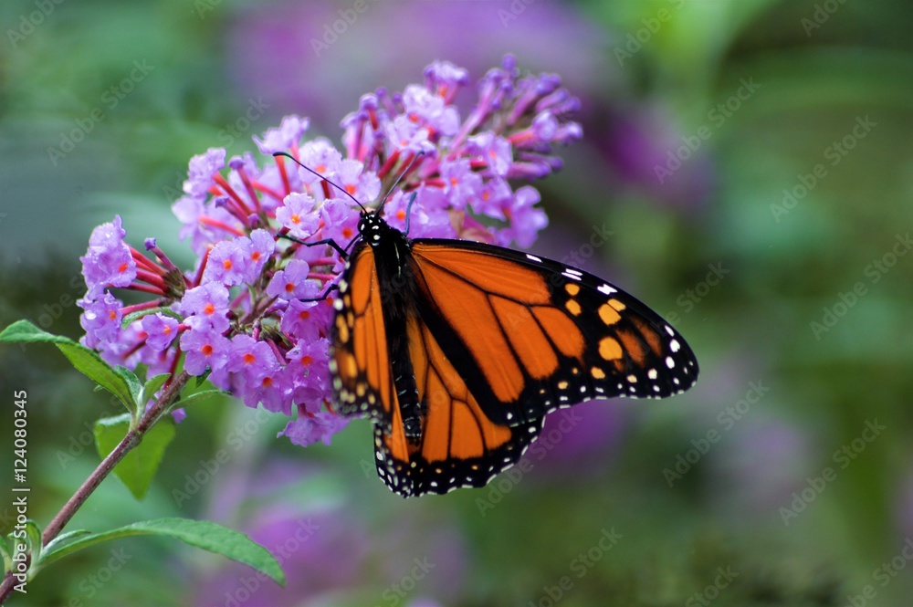 Fototapeta premium Motyle Monarch na Purpurowy Krzew Motyl