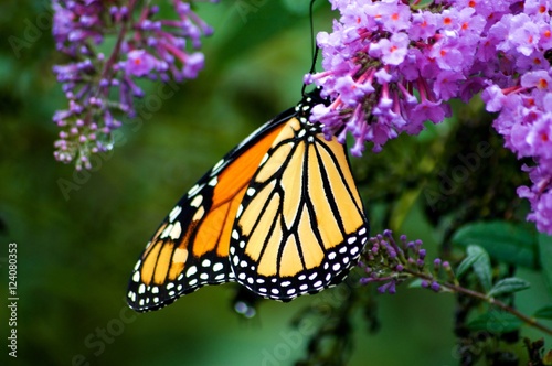 Monarch Butterflies on Purple Butterfly Bush