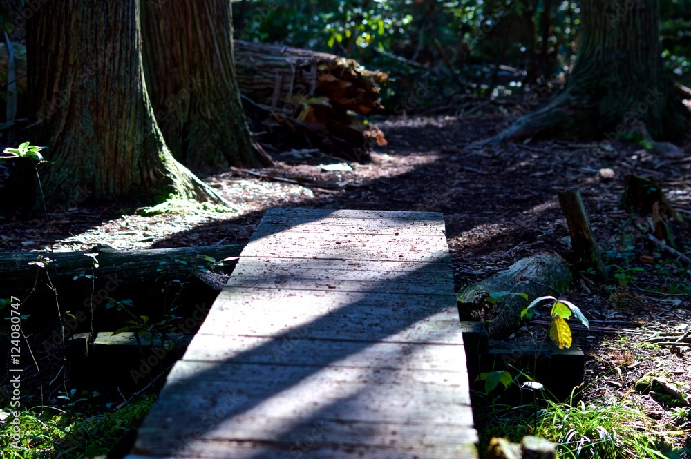 Trail Through the Woods Trail Through the Woods