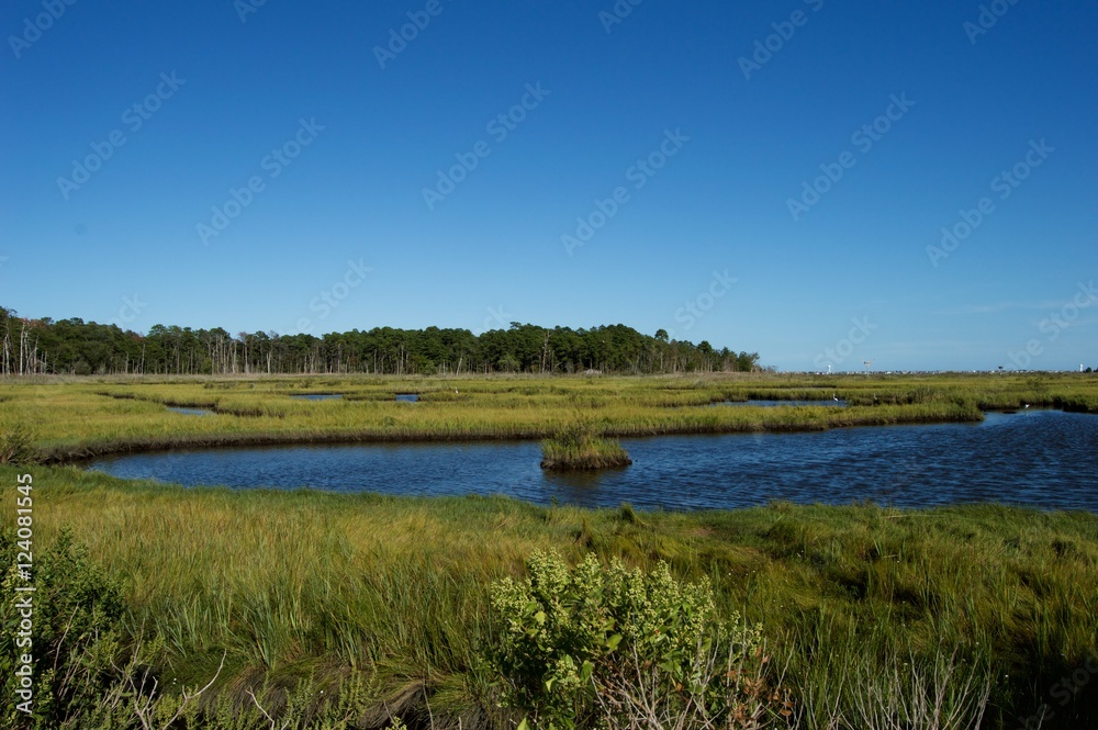 Jersey Shore Marshes