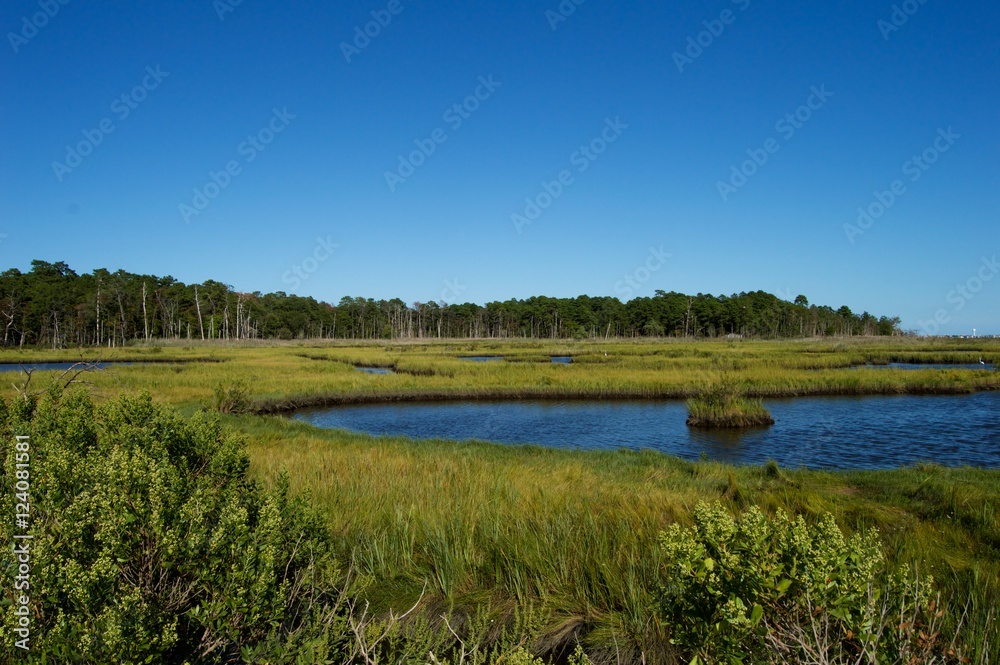 Jersey Shore Marshes