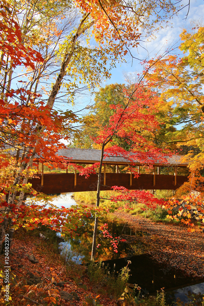 Amazing foliage upstate New York. Morning sunlight spills over the golden foliage. Windham NY is one of the most popular destination for scenic drives, bike trails, foliage and nature lovers. Amazing foliage upstate New York. Morning sunlight spills over the golden foliage. Windham NY is one of the most popular destination for scenic drives, bike trails, foliage and nature lovers.