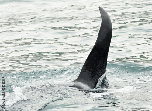 Killer Whale - Orcinus Orca in Pacific Ocean. Water area near Kamchatka Peninsula. photo
