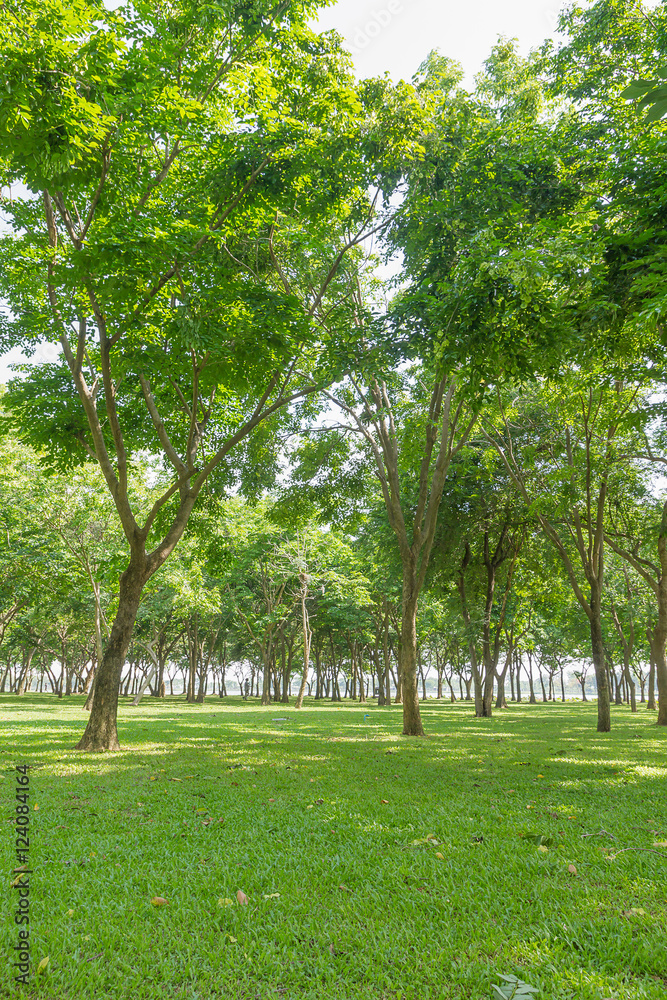 Obraz premium Public green park