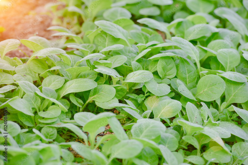 Tobacco farmers in the Upper East region. Tobacco farmers in the Upper East region.