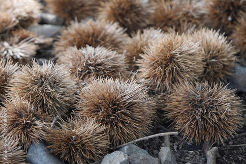 Fallen chestnuts on the ground