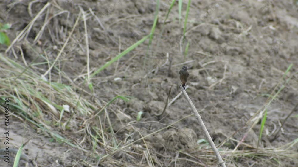 pied bush chat bird is resting on the dead plant shoot in the arid land pied bush chat bird is resting on the dead plant shoot in the arid land