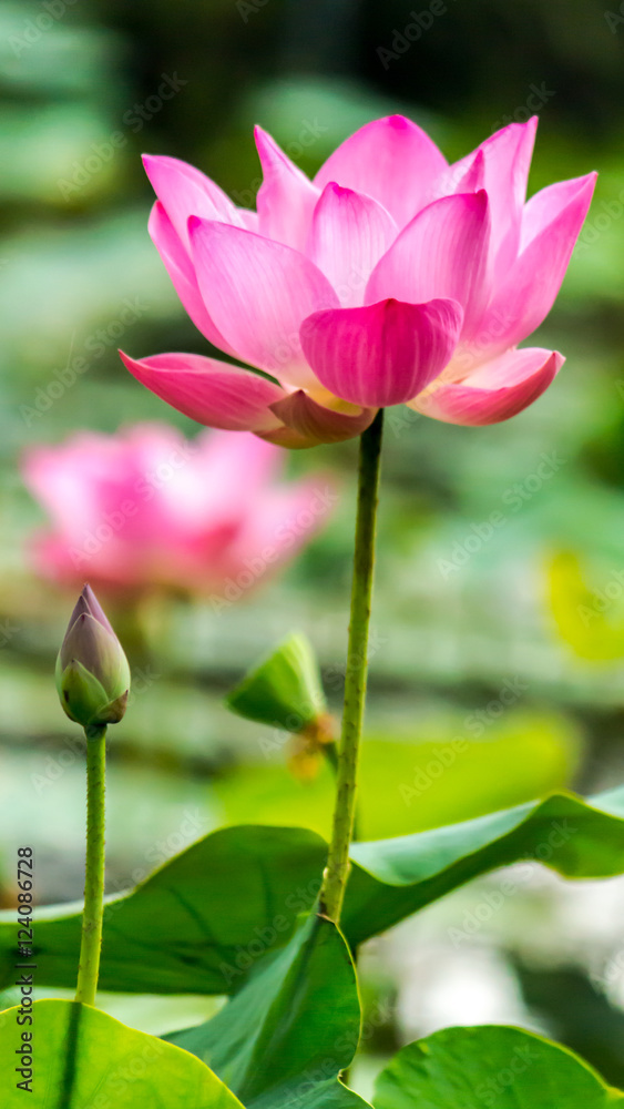 Beautiful pink lotus flower in pond./ Beautiful pink lotus flower in pond after rain on rainy season.
Beautiful pink lotus flower in pond./ Beautiful pink lotus flower in pond after rain on rainy season.
