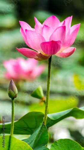 Beautiful pink lotus flower in pond./ Beautiful pink lotus flower in pond after rain on rainy season. 