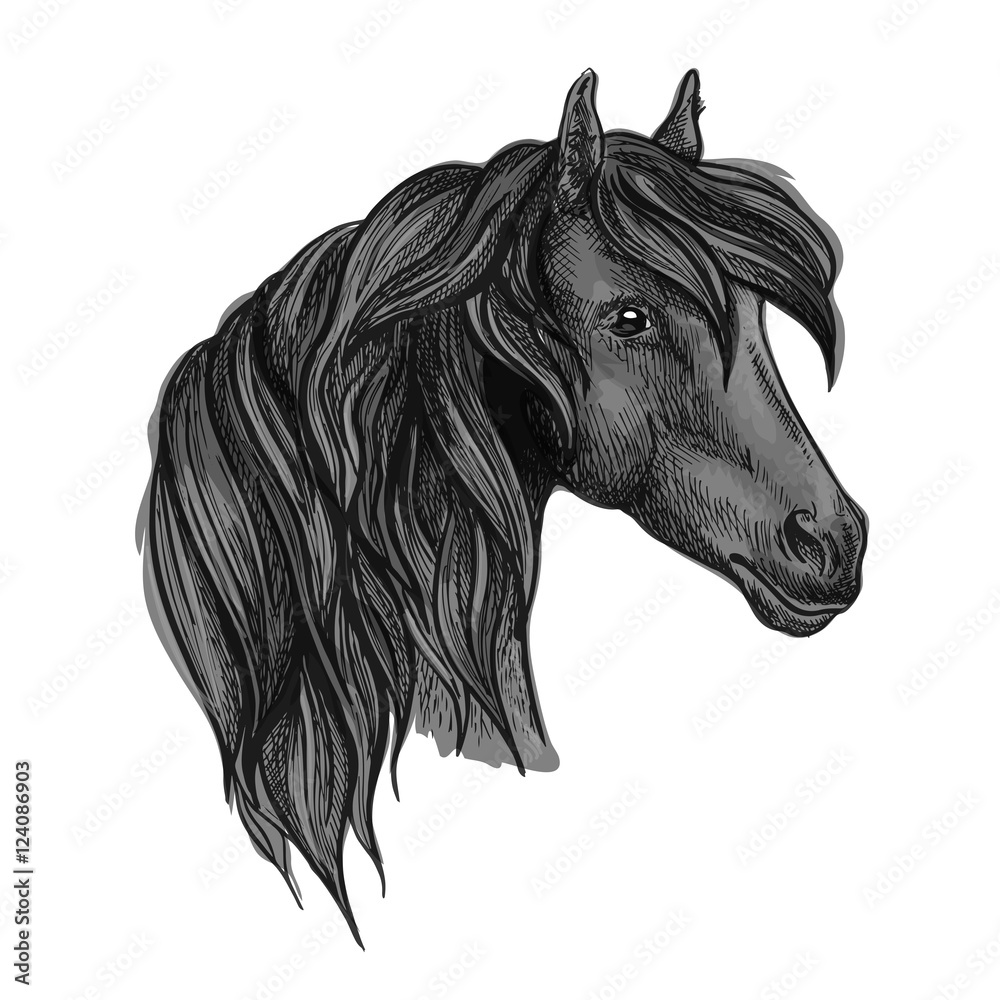 Arabian horse head sketch for equine sport design
