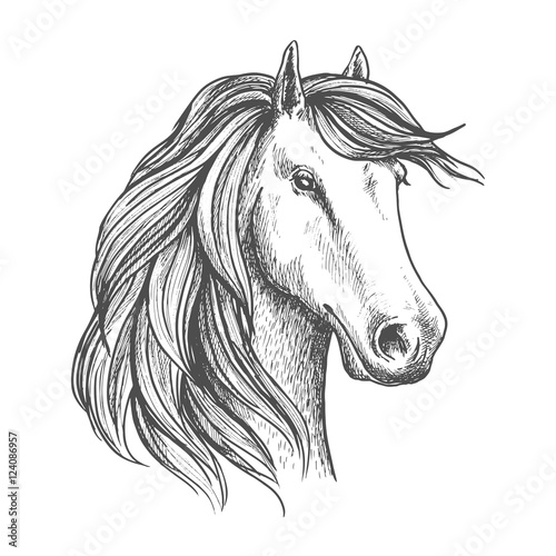 Arabian mare horse head isolated sketch
