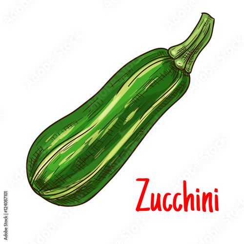 Green zucchini vegetable sketch for farming design