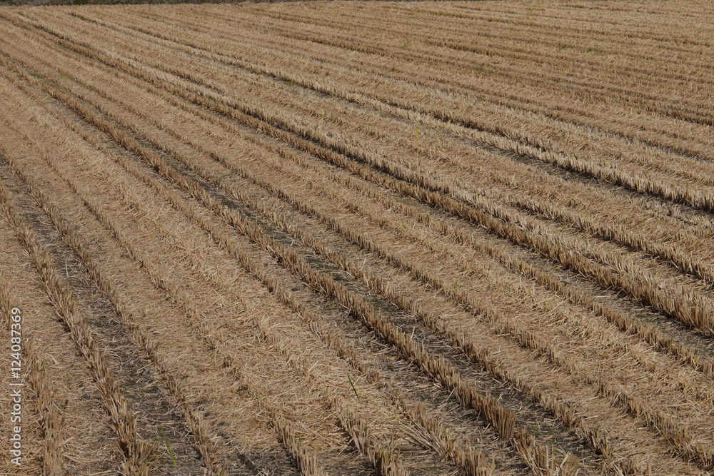 Rice field after the harvest