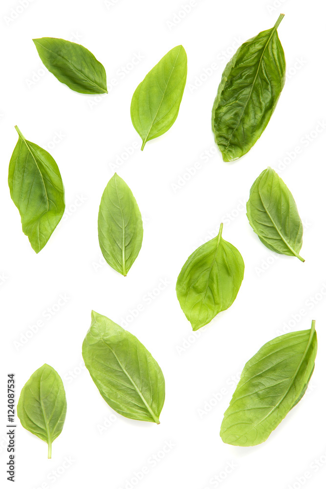 Fresh sweet basil leaves isolated on white background. Sweet bas