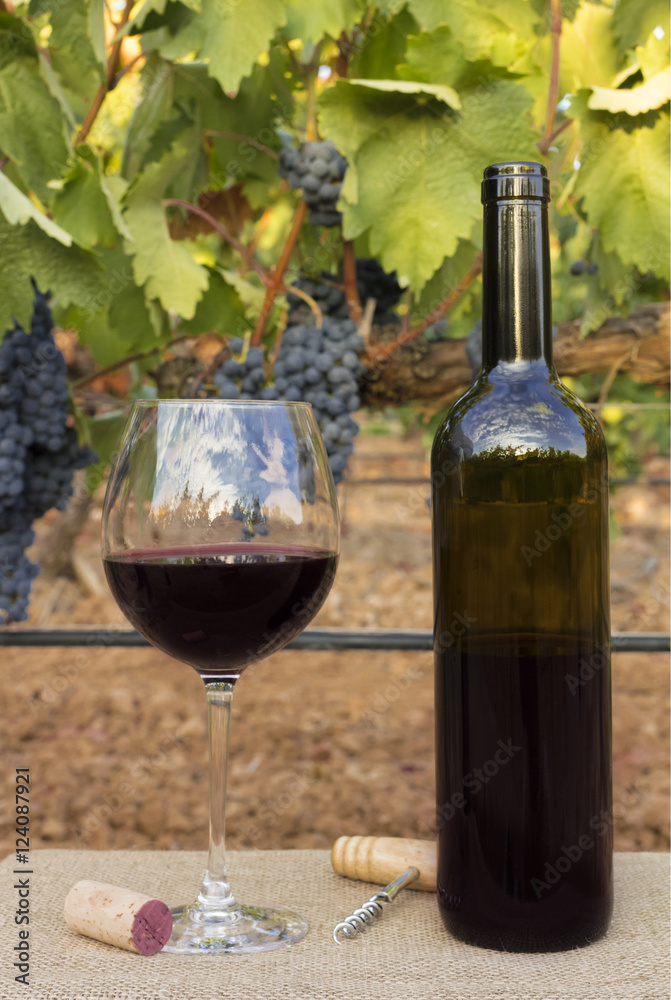 Glass and bottle of wine in vineyard at harvest