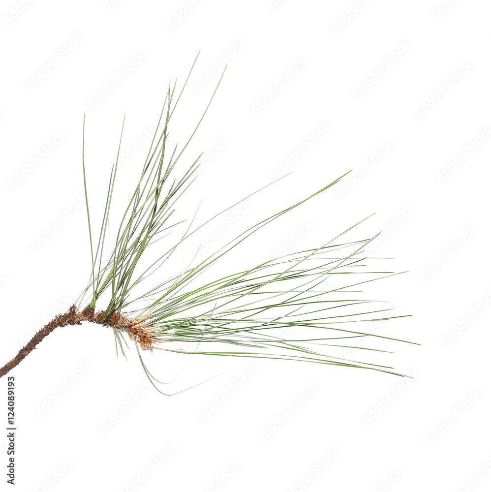 Obraz premium pine branch isolated on white background