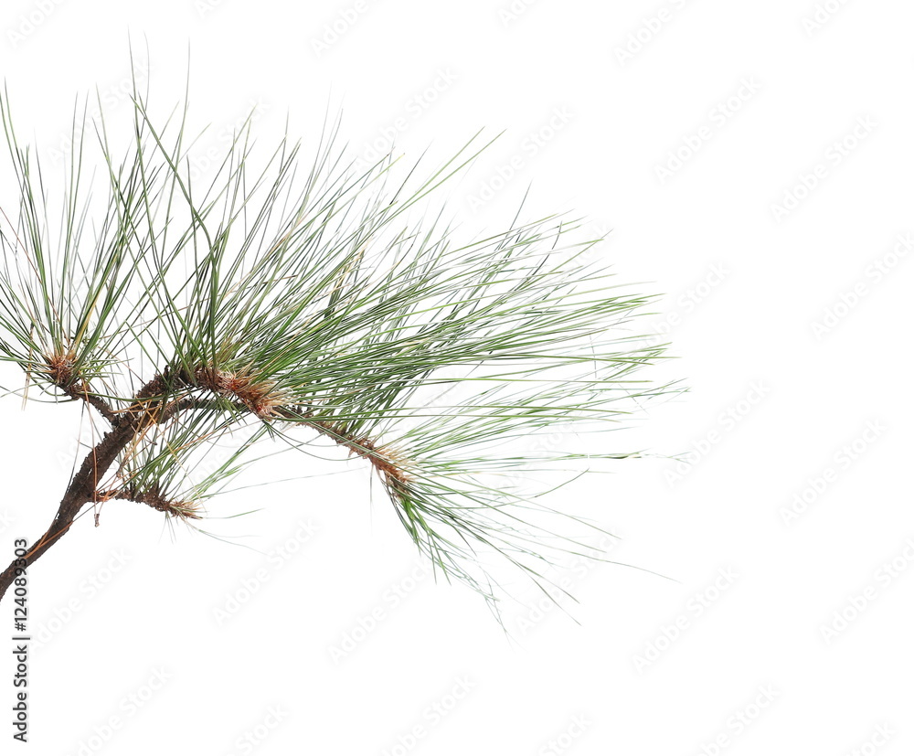 Naklejka premium pine branch isolated on white background