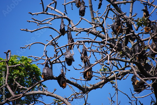Photography flying foxes in sydney botanical garden