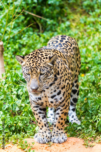 Jaguar in wildlife park © wannasak