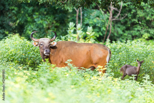 Banteng are hiding in the forest.