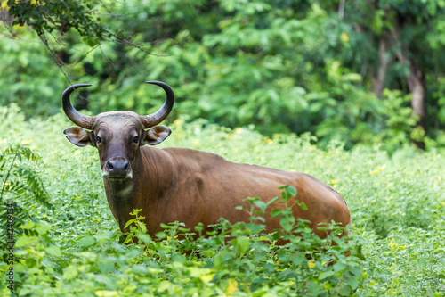 Banteng are hiding in the forest. photo