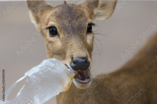 Photography A wild animal eating plastic , wild animals