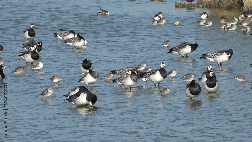 Barnacle goose and wading bird in the lake Barnacle goose and wading bird in the lake