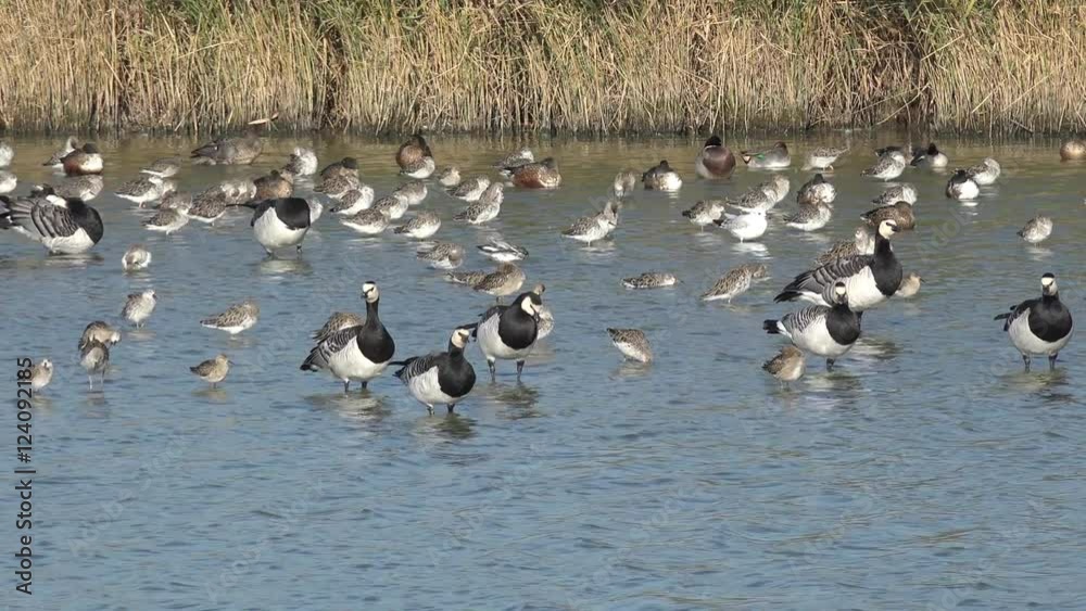 Barnacle goose and wading bird in the lake Barnacle goose and wading bird in the lake