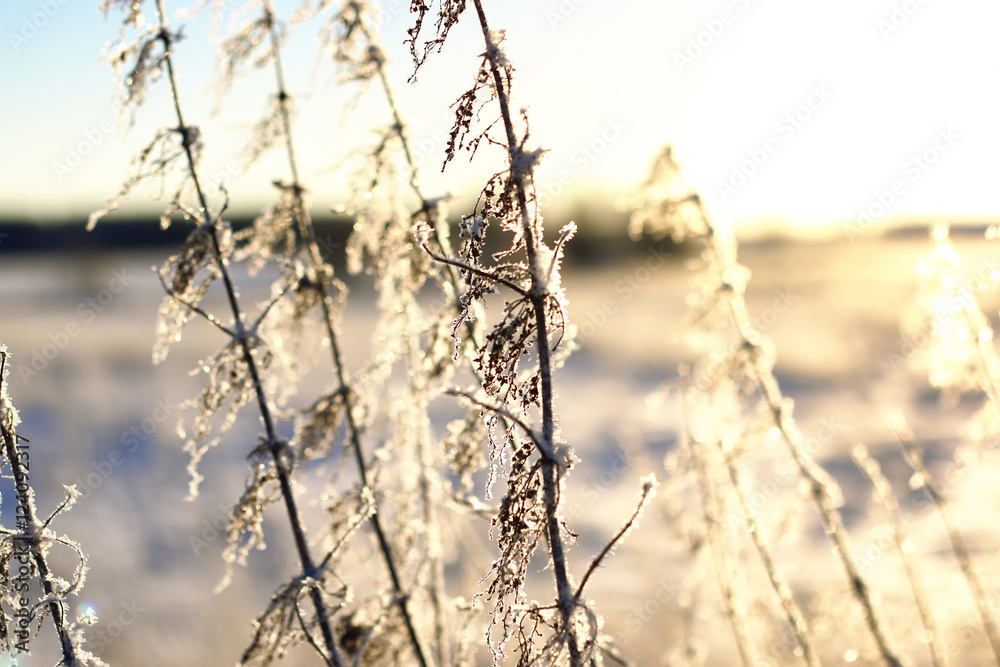 branch of the plant covered with snow winter macro branch of the plant covered with snow winter macro