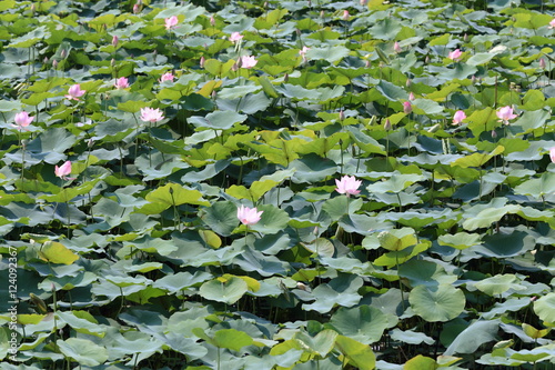 Fototapeta Naklejka Na Ścianę i Meble -  Fields lotus leaf