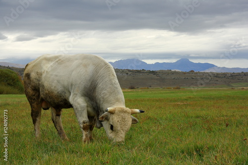 toro bianco (Abruzzo, Italia)