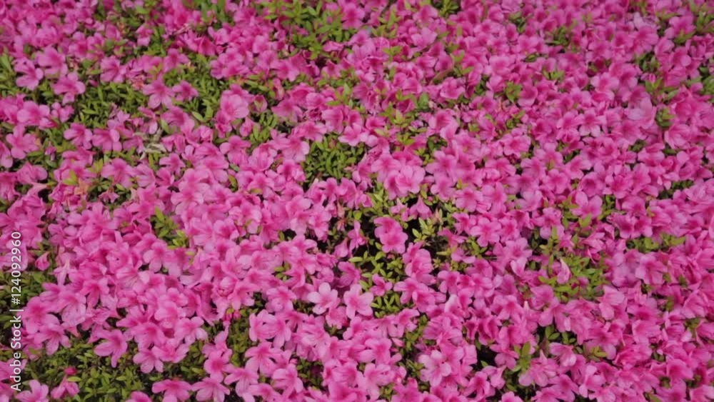 Shibazakura, pink moss, slow pan in Tokyo, Japan. Shibazakura, pink moss, slow pan in Tokyo, Japan.