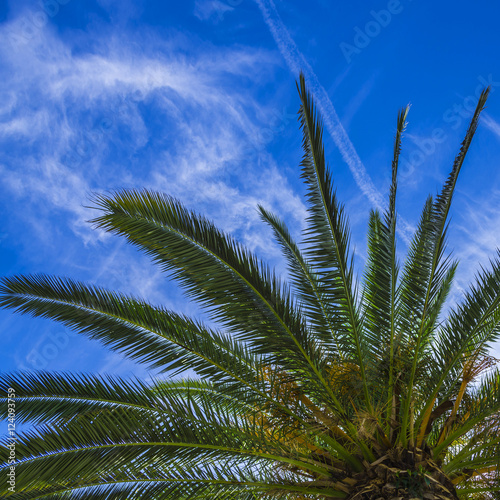 Palm trees against the blue sky